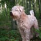 Soft-Coated Wheaten Terrier