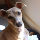 hypoallergenic-dog-list