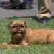 Brussels Griffon