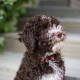 hypoallergenic-dog-list
