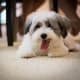hypoallergenic-dog-list
