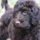 Labradoodle
