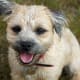 hypoallergenic-dog-list