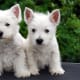 West Highland White Terrier