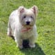 hypoallergenic-dog-list
