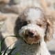 Lagotto Romagnolo