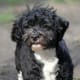 Havanese