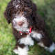 Lagotto Romagnolo