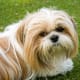 hypoallergenic-dog-list
