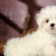 hypoallergenic-dog-list
