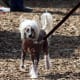 Chinese Crested