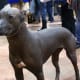Xoloitzcuintli