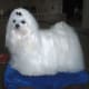 hypoallergenic-dog-list