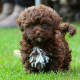 Russian Tsvetnaya Bolonka puppy