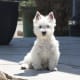 West Highland White Terrier