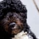 hypoallergenic-dog-list