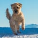 Soft-Coated Wheaten Terrier