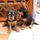 Airedale Terrier puppies