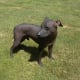 hypoallergenic-dog-list