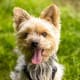 hypoallergenic-dog-list