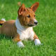 Basenji puppy