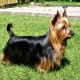 Australian Silky Terrier