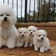 Bichon Frise