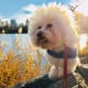 hypoallergenic-dog-list