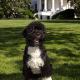 Portuguese Water Dog