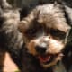 Schnauzer puppy
