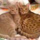 Ocicat
