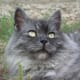 Siberian