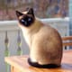 Siamese