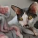 list-of-hypoallergenic-cats