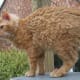 Laperm cat