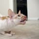 Cornish Rex