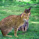 Ocicat