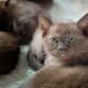list-of-hypoallergenic-cats