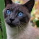 list-of-hypoallergenic-cats