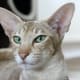 list-of-hypoallergenic-cats