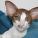 list-of-hypoallergenic-cats