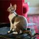 list-of-hypoallergenic-cats