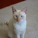 Colorpoint Shorthair