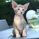 Oriental Shorthair
