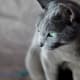 Russian Blue