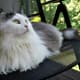 list-of-hypoallergenic-cats