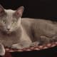 Russian Blue