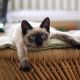 Siamese