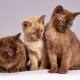 Burmese