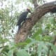 Female Pileated Woodpecker
